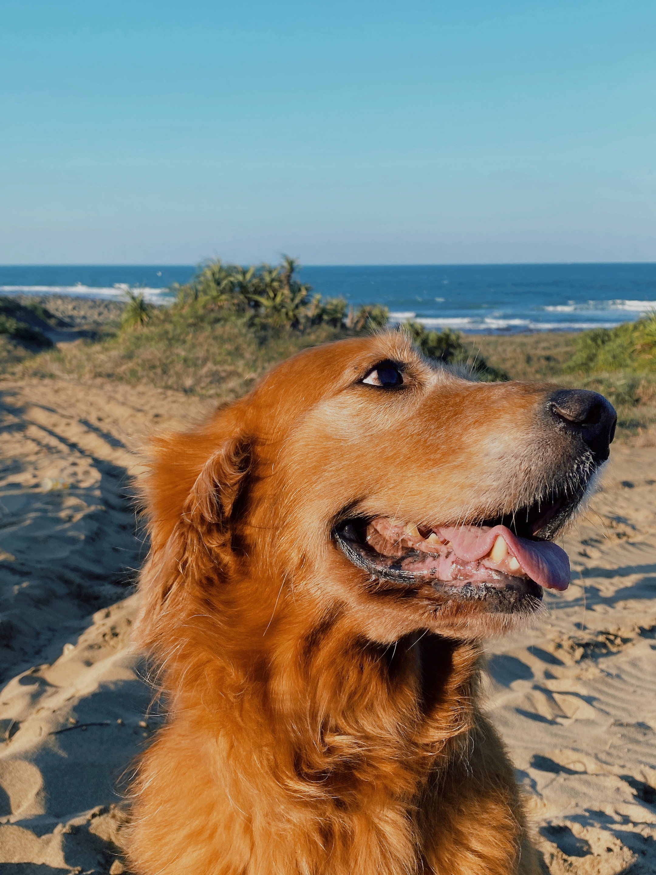 Work exchange in Taiwan Help us as dog sitter and enjoy Taiwan!