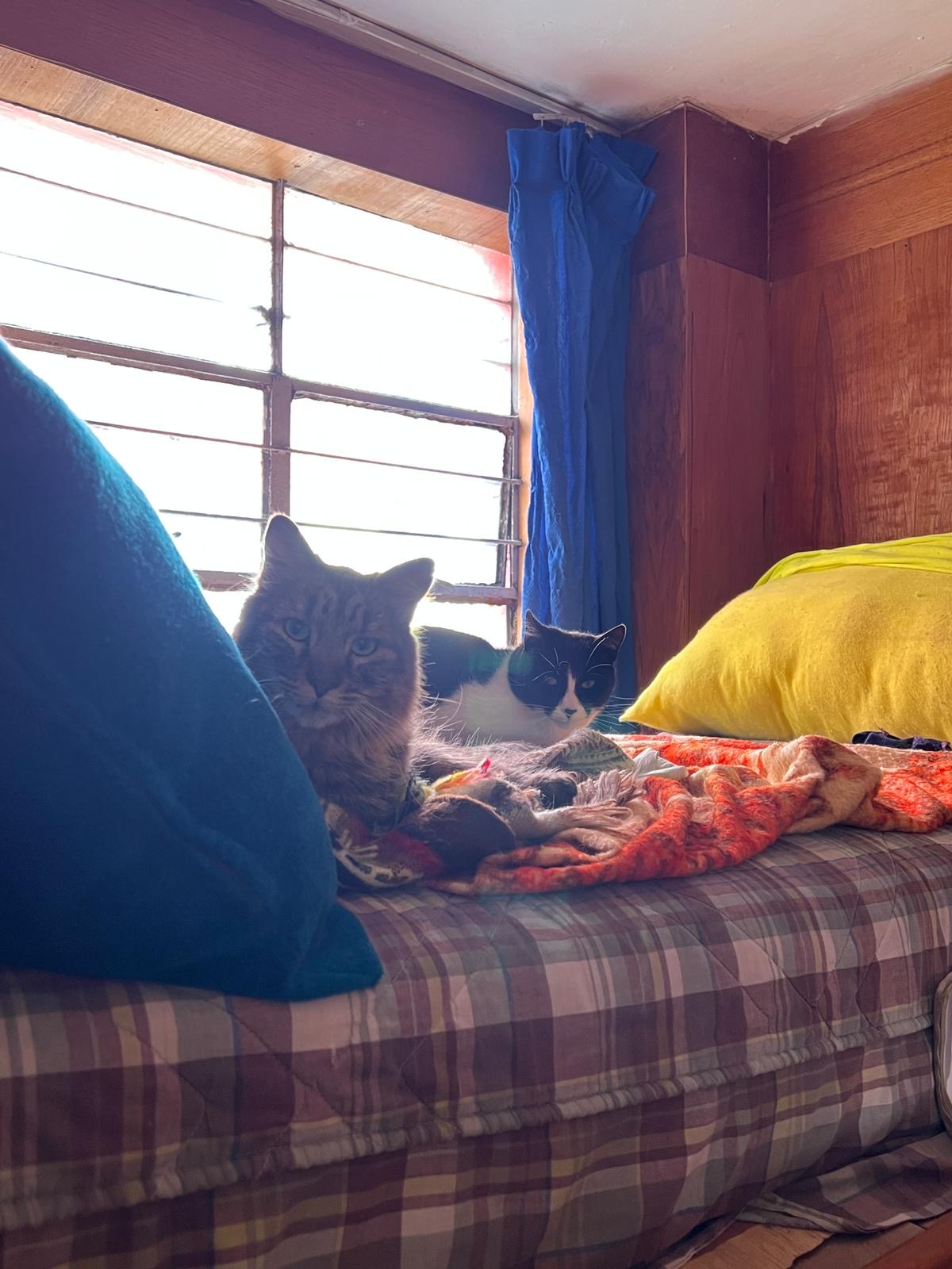 Intercambio de Trabajo Perú: Cat sitting in downtown Cusco – Cozy ...