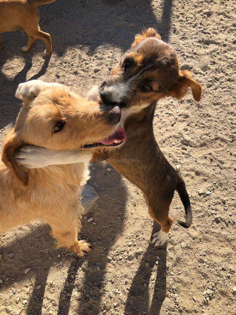 Social Impact in Portugal: Help us in our dog rescue shelter